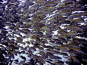 Picture 'Eg2_0_2410 Fish, Egypt'